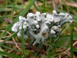 Hypogymnia tubulosa image