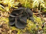 Pseudoplectania nigrella image