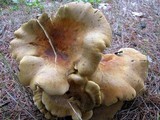 Tapinella atrotomentosa image