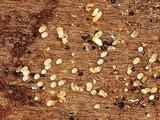 Henningsomyces candidus image