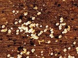 Henningsomyces candidus image