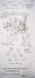 Henningsomyces candidus image