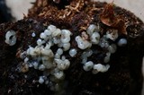Sebacina epigaea image