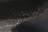 Pseudoplectania nigrella image