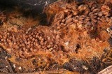 Tomentella crinalis image