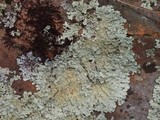 Flavoparmelia baltimorensis image