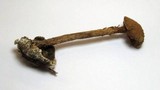 Battarrea phalloides image