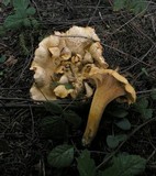 Cantharellus formosus image