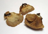 Crepidotus applanatus image