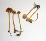 Galerina clavata image