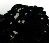 Hemimycena candida image
