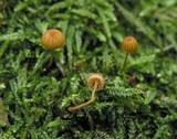 Galerina hypnorum image