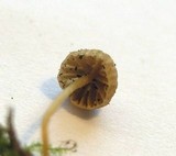 Galerina hypnorum image