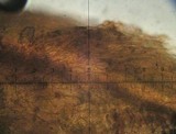 Galerina hypnorum image