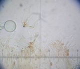 Galerina hypnorum image