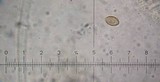Galerina hypnorum image