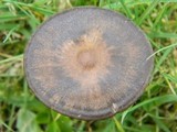Entoloma sericeum image