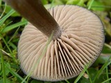Entoloma sericeum image