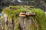 Gloeophyllum odoratum image