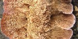 Trichaptum abietinum image