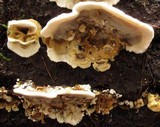 Bjerkandera adusta image