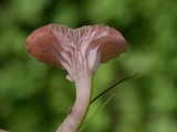 Contumyces rosellus image