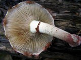 Pholiota polychroa image