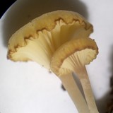 Lichenomphalia umbellifera image