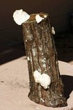 Trametes pubescens image