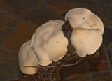 Trametes pubescens image