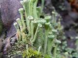 Cladonia carneola image