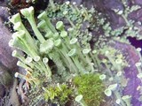 Cladonia carneola image