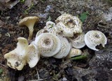 Lentinus tigrinus image