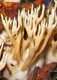 Ramaria rubella image