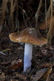 Cortinarius vanduzerensis image