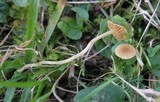 Galerina graminea image
