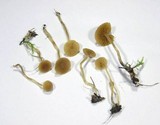 Galerina graminea image