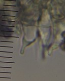 Psilocybe aucklandiae image