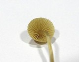 Galerina graminea image