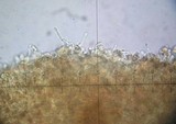 Galerina graminea image
