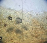 Galerina graminea image