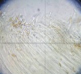 Galerina graminea image