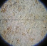 Galerina graminea image
