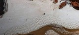 Trametes pubescens image