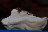 Trametes pubescens image