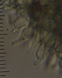 Psilocybe aucklandiae image