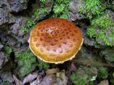 Hemistropharia albocrenulata image