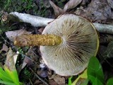 Hemistropharia albocrenulata image