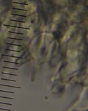 Psilocybe aucklandiae image