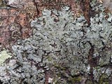 Parmelinopsis minarum image